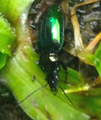 Platyninae