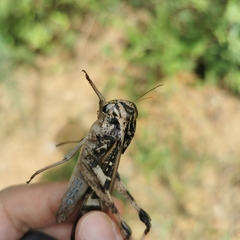 Gastrimargus marmoratus