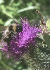 Bombus hortorum