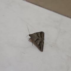 Mocis undata