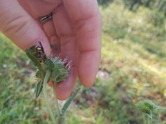 Bicyrtes insidiatrix