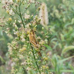 Patanga japonica
