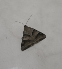 Mocis undata