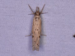 Fissicrambus quadrinotellus