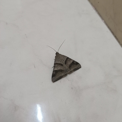 Mocis undata