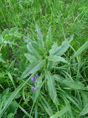 Cirsium arvense integrifolium