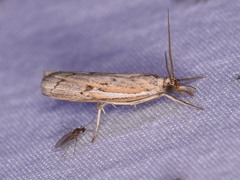 Fissicrambus quadrinotellus