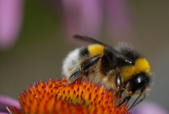 Bombus terrestris lusitanicus