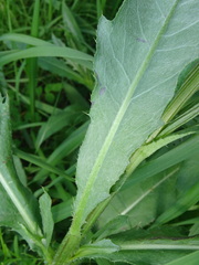 Cirsium arvense integrifolium