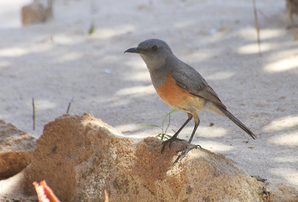 Littoral Rock-Thrush photo