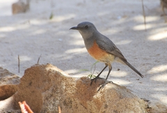 Littoral Rock-Thrush photo 1