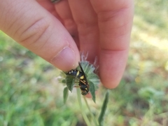 Bicyrtes insidiatrix