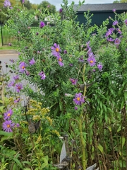 Symphyotrichum novae-angliae
