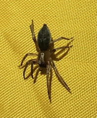 Clubionidae