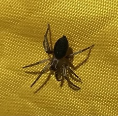 Clubionidae