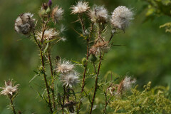 Cirsium vulgare