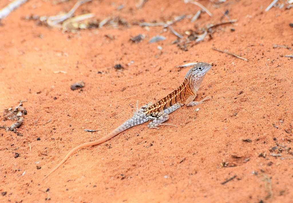 Madagascar Iguana from Ifaty, Madagascar on December 4, 2017 at 12:14 ...