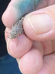 Trimerotropis maritima