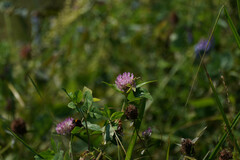 Trifolium pratense
