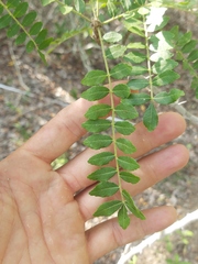 Zanthoxylum humile