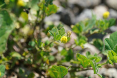 Medicago lupulina