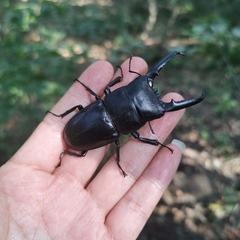 Serrognathus titanus platymelus
