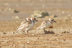Charadrius peronii