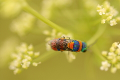 Chrysis semicincta