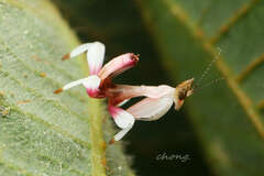 Hymenopus coronatus
