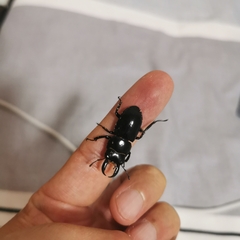 Serrognathus consentaneus