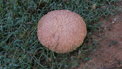 Calvatia craniiformis