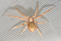 Philodromus cespitum
