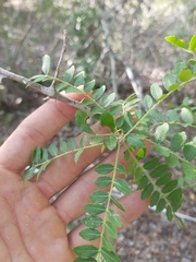 Zanthoxylum humile