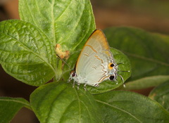 Hypolycaena erylus