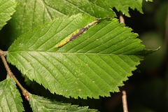 Phyllonorycter tristrigella