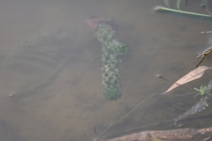 Hydrilla verticillata