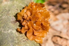 Phaeotremella foliacea