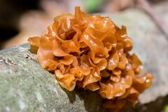 Phaeotremella foliacea