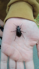 Carabus nemoralis