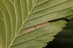 Phyllonorycter tristrigella