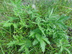 Potentilla longifolia
