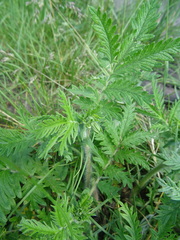 Potentilla longifolia