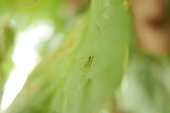 Psylla buxi