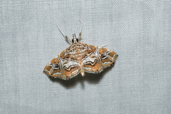 Paracymoriza vagalis