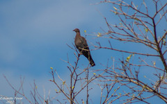 Patagioenas flavirostris