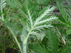 Potentilla longifolia
