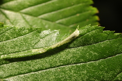Phyllonorycter tristrigella
