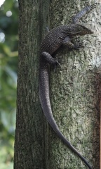 Varanus nebulosus