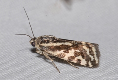 Acontia trabealis