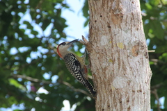 Melanerpes superciliaris
